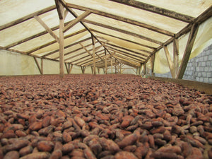 Why 'Fair Trade' Cacao Isn't Actually Fair Enough