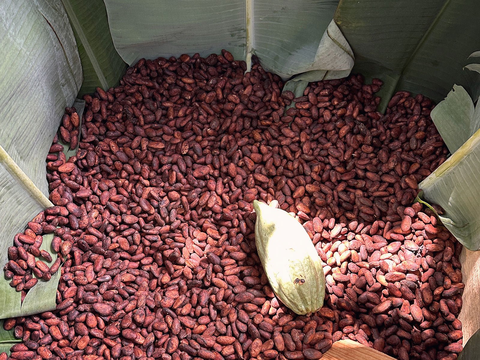 Por qué es importante la duración de la fermentación del cacao ceremonial