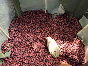 Why Fermentation Length Matters for Ceremonial Cacao
