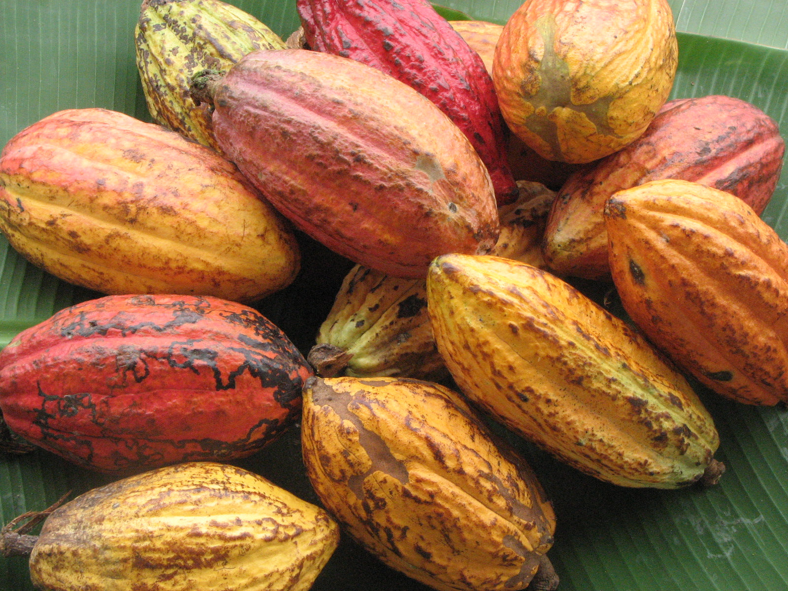 Ceremonial Cacao Is About More than Just Genetics