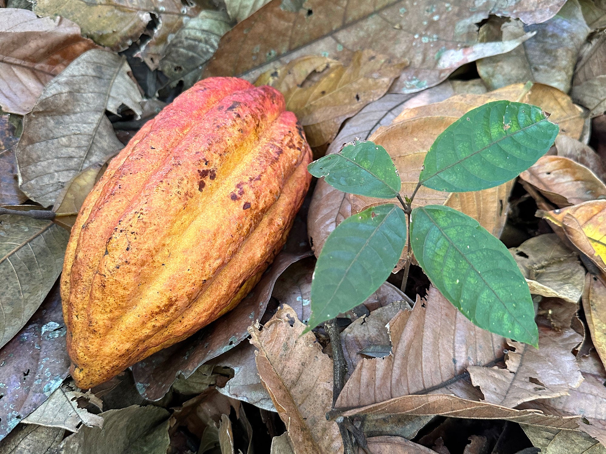 Addressing Concerns about Heavy Metals in Ceremonial Cacao