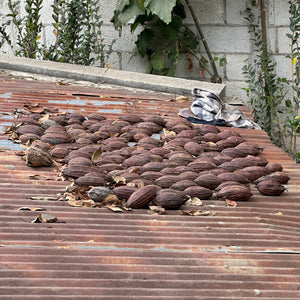 Dried Cacao Pod