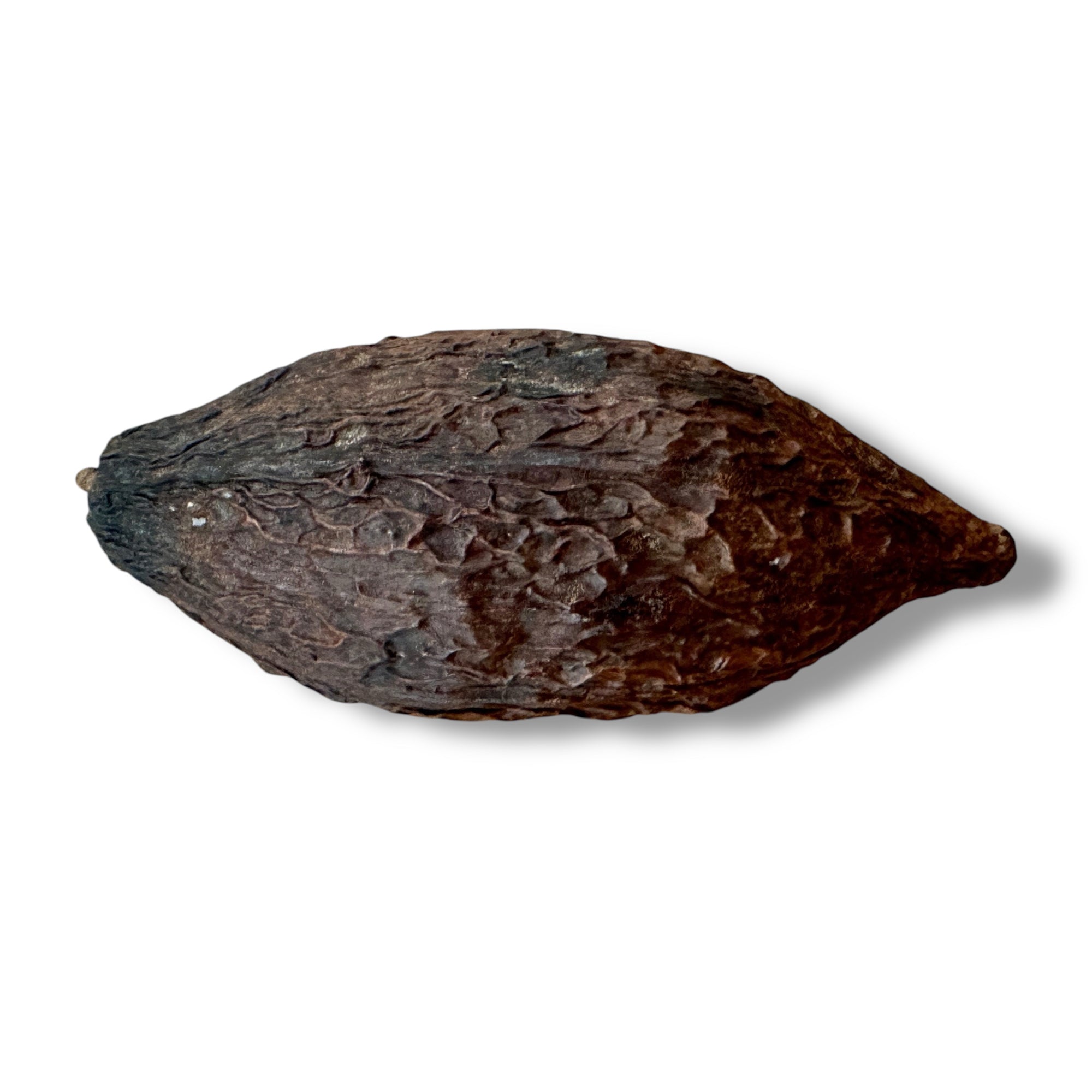 Dried Cacao Pod